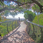 The new Boomslang Walkway at Kirstenbosch