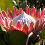 The mighty king protea