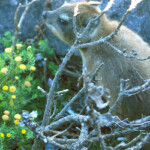A rock dassie saying hi - Table Mountain